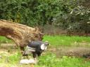 cambiar-tamanozoo19.jpg
