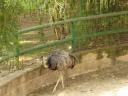 cambiar-tamanozoo20.jpg
