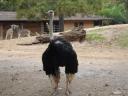 cambiar-tamanozoo3.jpg