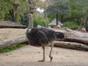 cambiar-tamanozoo4.jpg