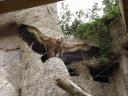 cambiar-tamanozoo5.jpg
