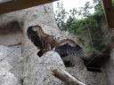 cambiar-tamanozoo6.jpg