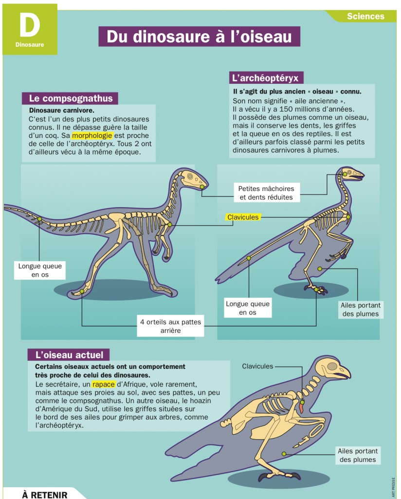 mq-4927-du-dinosaure-a_l-oiseau