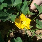 flor-carbassa