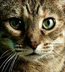 gata
