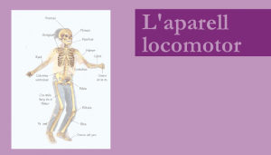 aparell-locomotor-300x171