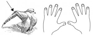 jeroglific04