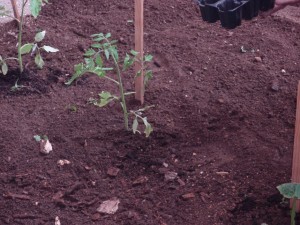 hort30marçpals