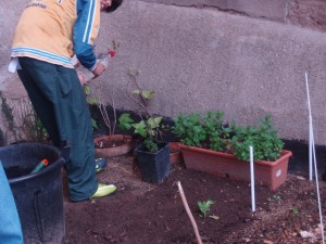 hort30marçrec