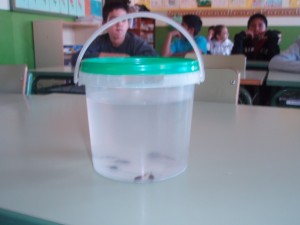 capgros01