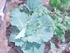 hort6maig05
