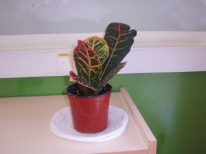 planta01