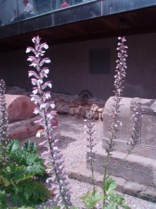 abarcino