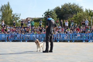 Imatge exhibicio canina