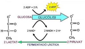 respiració/fermentació