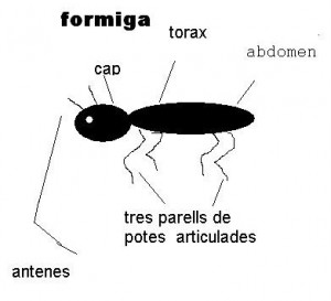 els-artropodes-angel-andreadoc