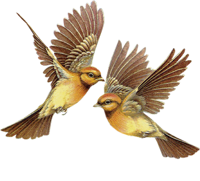 aves-gif-13gif-asas1