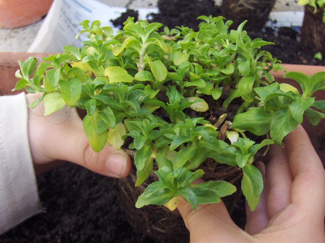 hort-002.jpg