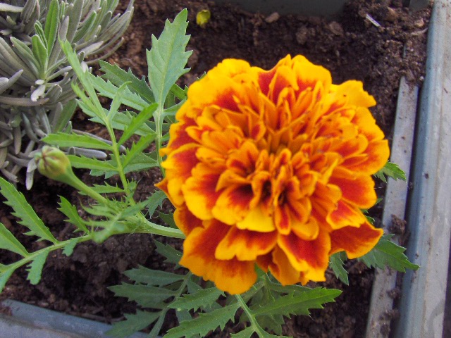 primavera-018.jpg