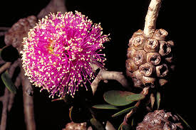 melaleuca nesophila