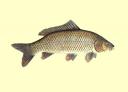 PEIXOS