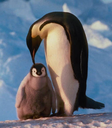 PINGÜÍ EMPERADOR
