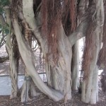 Jardí Botànic