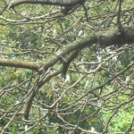 Jardí Botànic 2