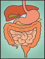 Tret de : http://wikirosercapdevila.wikispaces.com/El+meu+cos