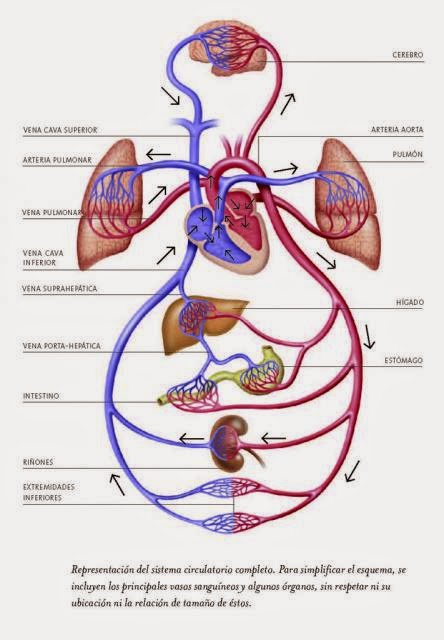 Tret de: http://gavetasdemiescritorio.blogspot.com.es/2014/12/funciones-y-componentes-del-sistema.html