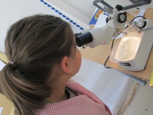 Observem_Larves_dragó_descomposició (9) (FILEminimizer)