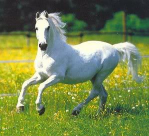horse