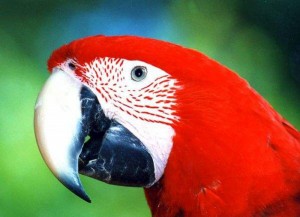 aves-800x6002