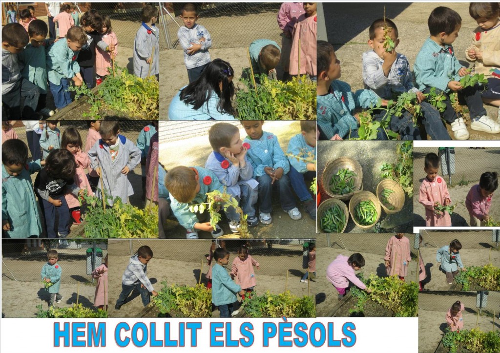 publicacion1