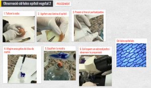epiteli2