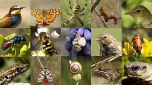 animals 2