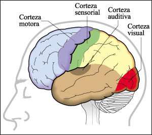 cerebro.jpg