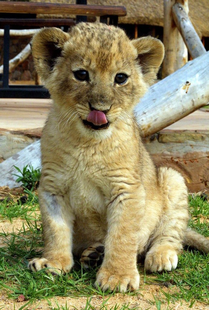 A five-week old Barbary lion cub licks its nose at after feeding the Aquila Private Game Reserve near Touws Rivier, about 150 kms from Cape Town 11 October 2003. Six young Barbary lions, the closest relative to the extinct black mane Cape Lion, have been re-introduced into the area. The last Cape Lion is belived to have been hunted in the 1800s. AFP PHOTO/ANNA ZIEMINSKI