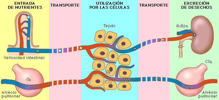 f-nutricio.gif