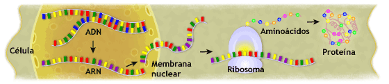 proteinintro.gif