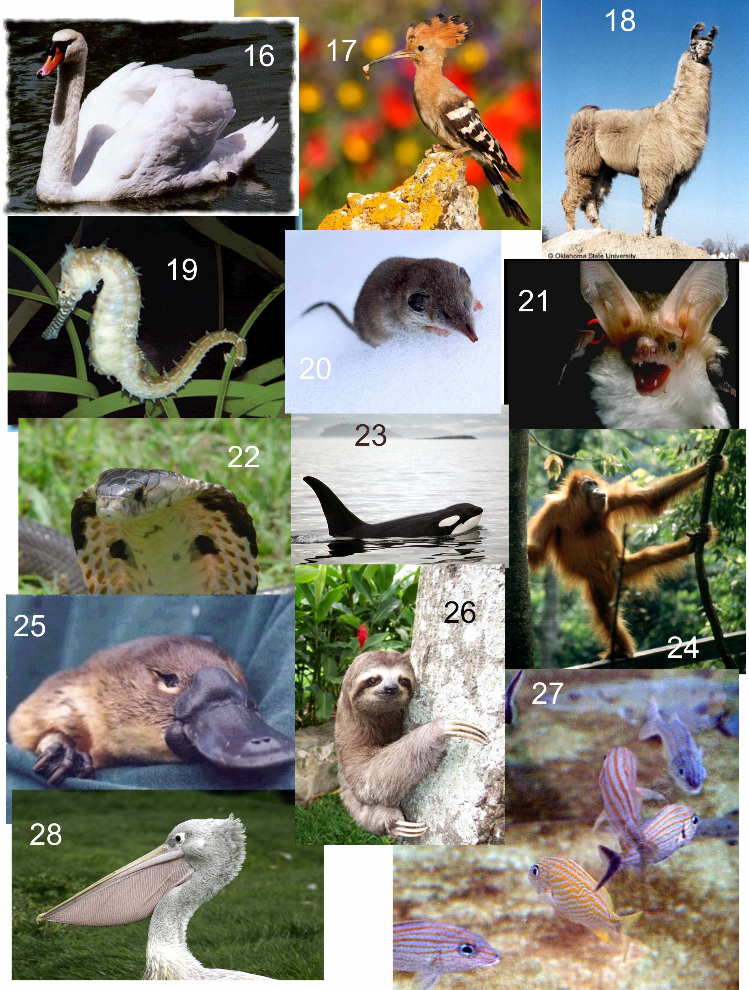 Vertebrats 2