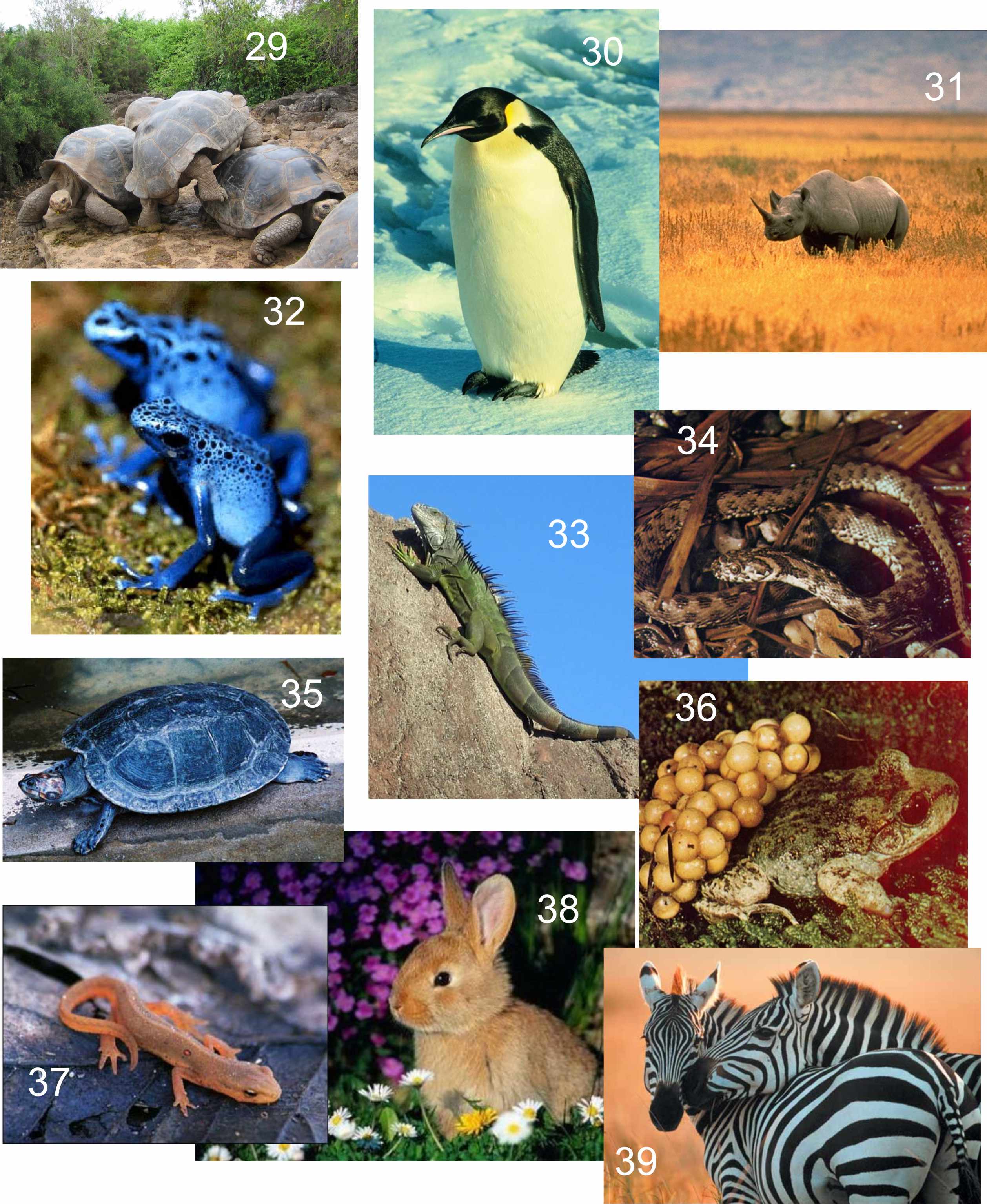 Vertebrats 3