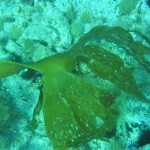 006laminaria1
