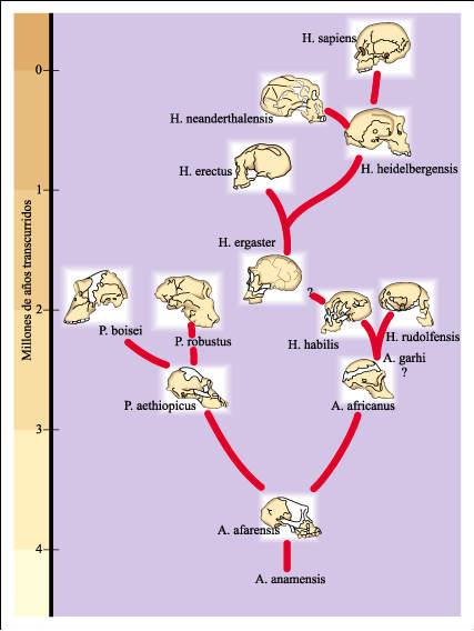 arbre_gen_hominids22