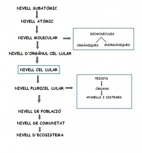 nivells organització 1