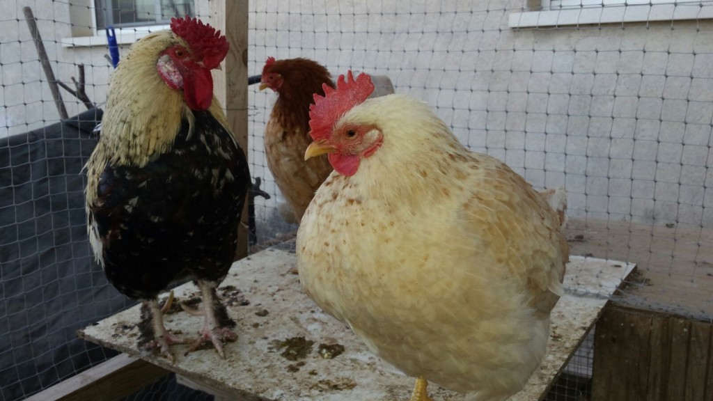 4527defe4964389dee3a1bc3c19f96f3 (2)