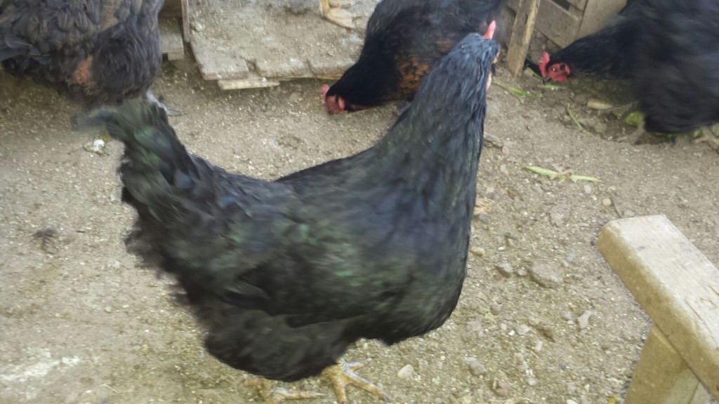 4bcaf840f637b0dcbdc364dfd2acf979