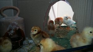 20170323_140831.redimensionada