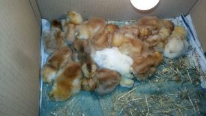 IMG-20170324-WA0002.redimensionada