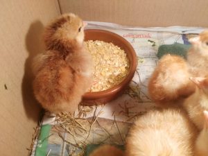 img_20170322_104344-1-redimensionada